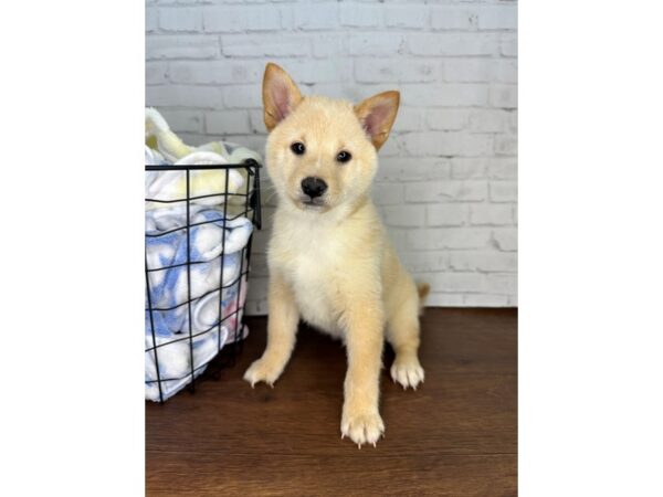 Shiba Inu-Dog-Male-Cream-3489-Petland Florence, Kentucky