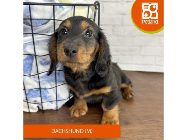 Dachshund Dog Male Black / Tan 3486 Petland Florence, Kentucky