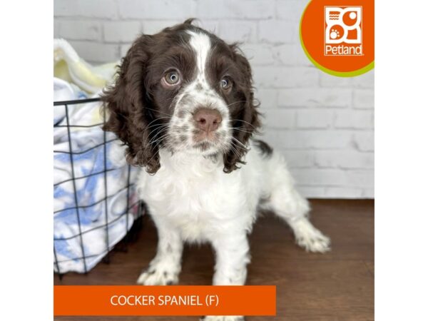 Cocker Spaniel Dog Female Chocolate / White 3484 Petland Florence, Kentucky