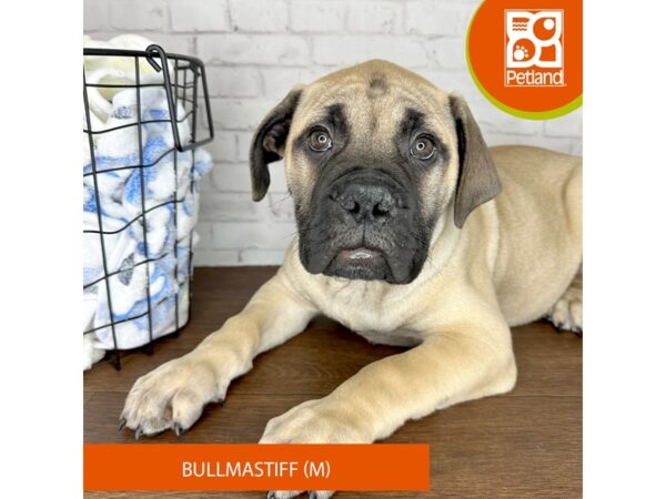 Bullmastiff Dog Male Fawn 3502 Petland Florence, Kentucky