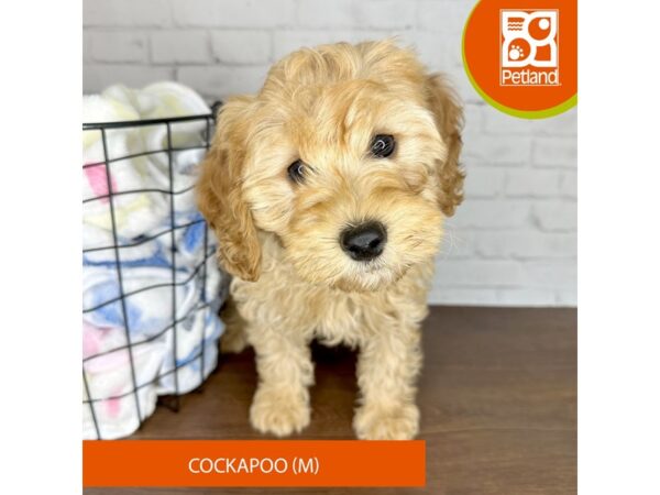 Poodle/Cocker Spaniel Dog Male Red 3501 Petland Florence, Kentucky