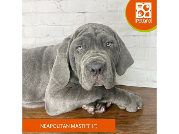 Neapolitan Mastiff Dog Female Blue 3500 Petland Florence, Kentucky