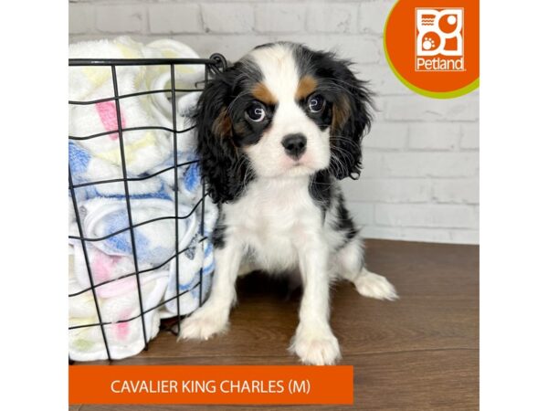 Cavalier King Charles Spaniel-Dog-Male-Tri-Colored-3499-Petland Florence, Kentucky