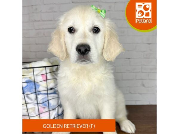 Golden Retriever Dog Female Cream 3497 Petland Florence, Kentucky