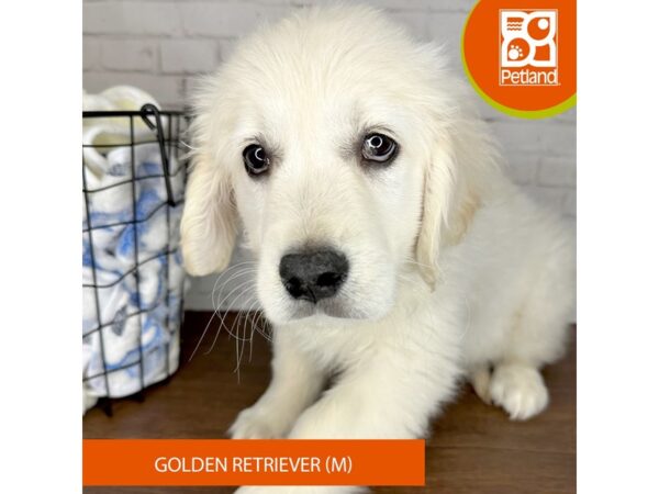 Golden Retriever Dog Male Cream 3496 Petland Florence, Kentucky