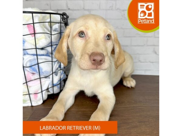 Labrador Retriever-Dog-Male-Yellow-3495-Petland Florence, Kentucky