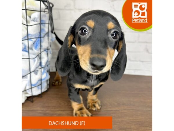 Dachshund Dog Female Black / Tan 3494 Petland Florence, Kentucky