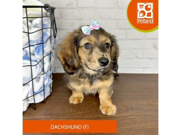 Dachshund Dog Female Red 3492 Petland Florence, Kentucky