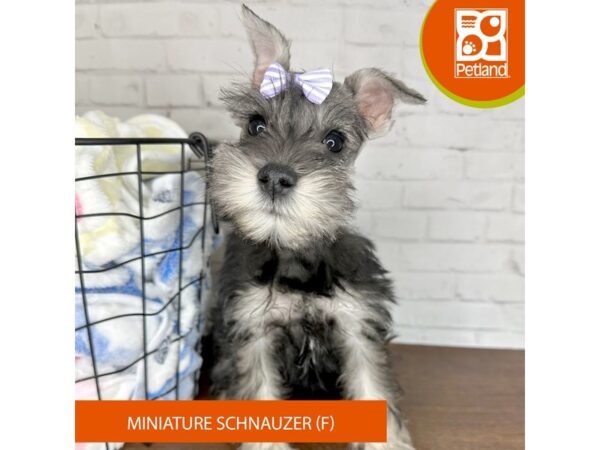 Miniature Schnauzer Dog Female Salt / Pepper 3493 Petland Florence, Kentucky