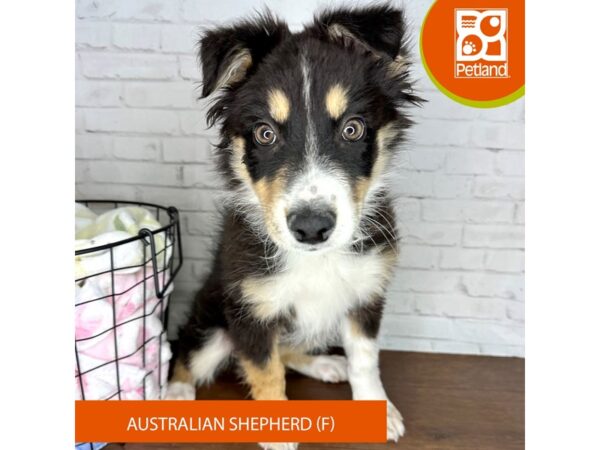 Australian Shepherd-Dog-Female-Black White / Tan-3481-Petland Florence, Kentucky