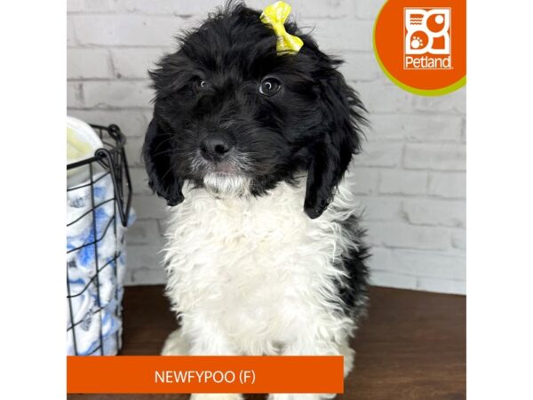 Newfypoo Dog Female Black / White 3491 Petland Florence, Kentucky