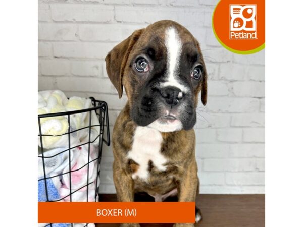 Boxer Dog Male Brindle 3503 Petland Florence, Kentucky