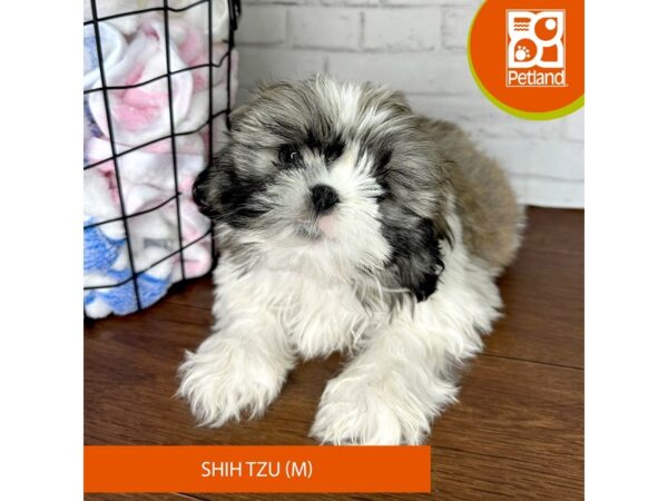 Shih Tzu-Dog-Male-Brindle / White-3520-Petland Florence, Kentucky