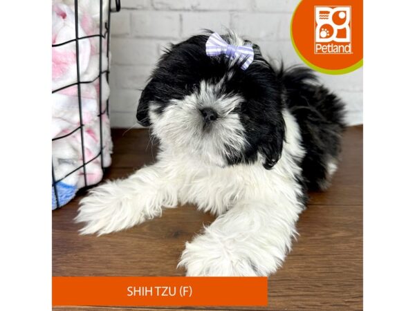 Shih Tzu Dog Female Brindle / White 3519 Petland Florence, Kentucky