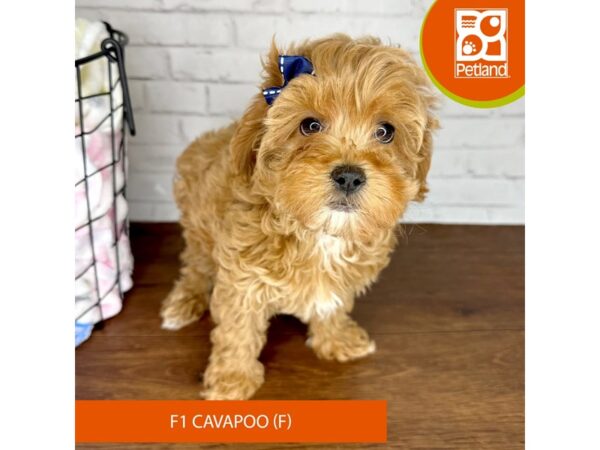 Cavapoo F1 Dog Female Red 3518 Petland Florence, Kentucky