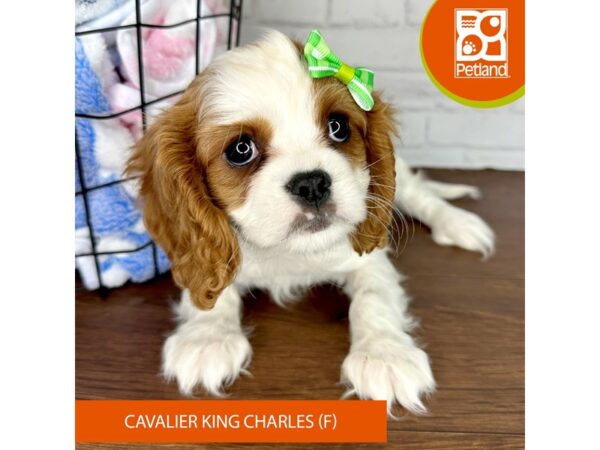 Cavalier King Charles Spaniel-Dog-Female-Blenheim-3517-Petland Florence, Kentucky