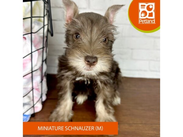 Miniature Schnauzer Dog Male Chocolate / Tan 3516 Petland Florence, Kentucky