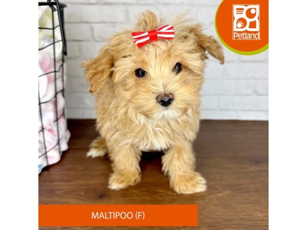 Maltipoo-Dog-Female--3515-Petland Florence, Kentucky