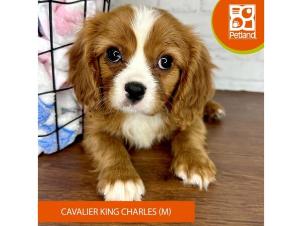 Cavalier King Charles Spaniel-Dog-Male-Ruby-3514-Petland Florence, Kentucky