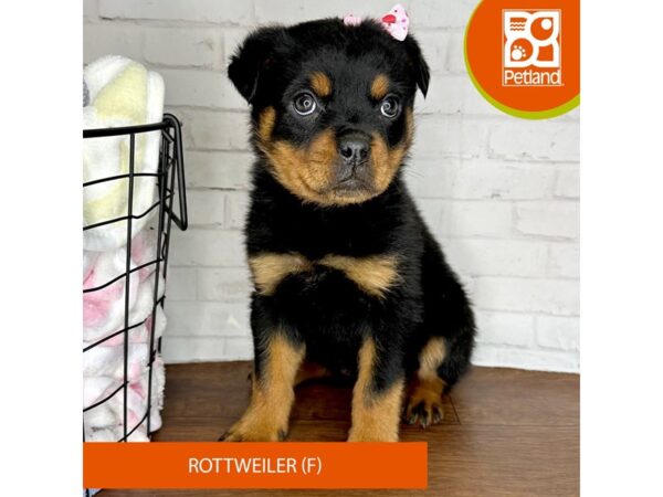 Rottweiler-Dog-Female-Black / Tan-3513-Petland Florence, Kentucky