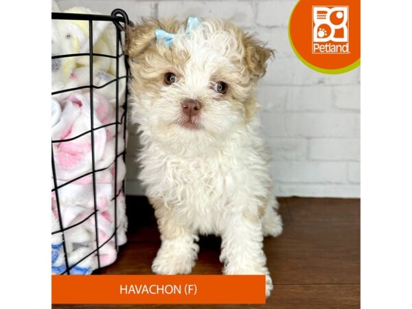 Havachon-Dog-Female-Cream / White-3512-Petland Florence, Kentucky