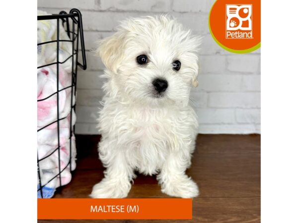 Maltese-Dog-Male-White-3510-Petland Florence, Kentucky