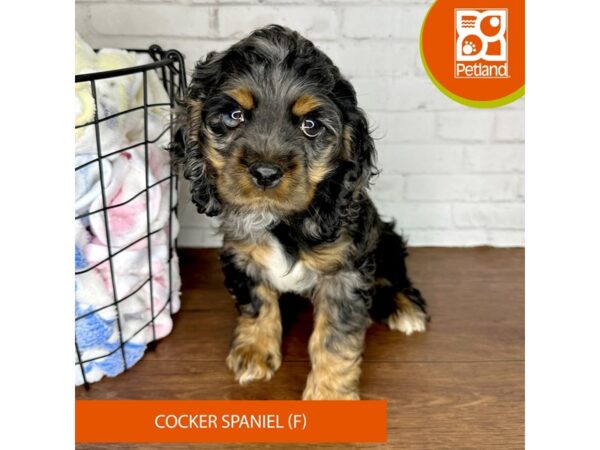 Cocker Spaniel-Dog-Female-Blue Merle-3509-Petland Florence, Kentucky