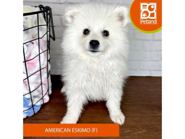 American Eskimo Dog Dog Female White 3508 Petland Florence, Kentucky