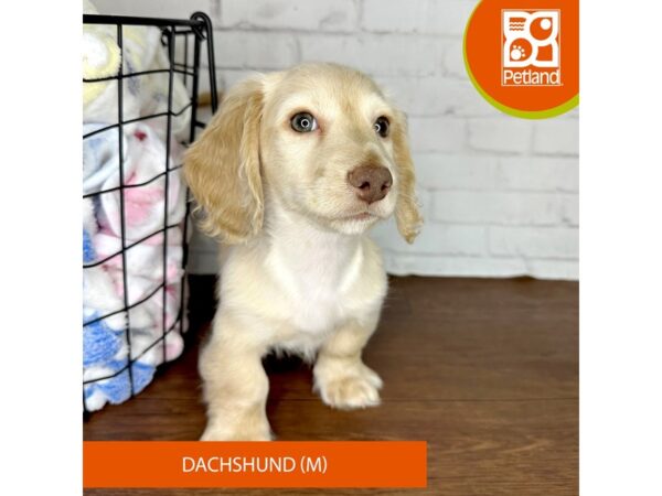 Dachshund-Dog-Male-Cream-3507-Petland Florence, Kentucky