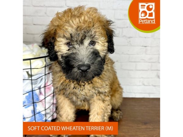 Soft Coated Wheaten Terrier-Dog-Male-Wheaten-3506-Petland Florence, Kentucky