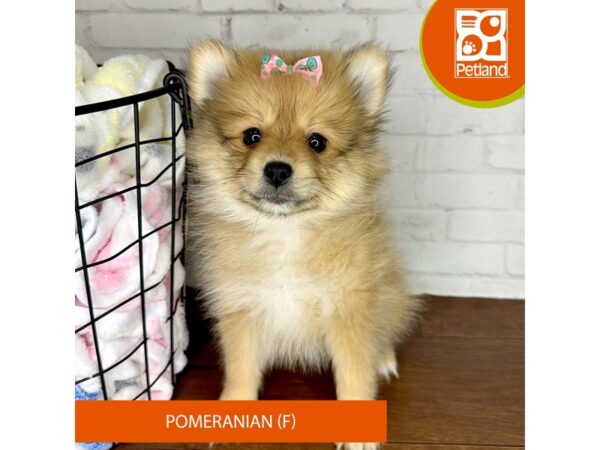 Pomeranian Dog Female Orange Sable 3505 Petland Florence, Kentucky