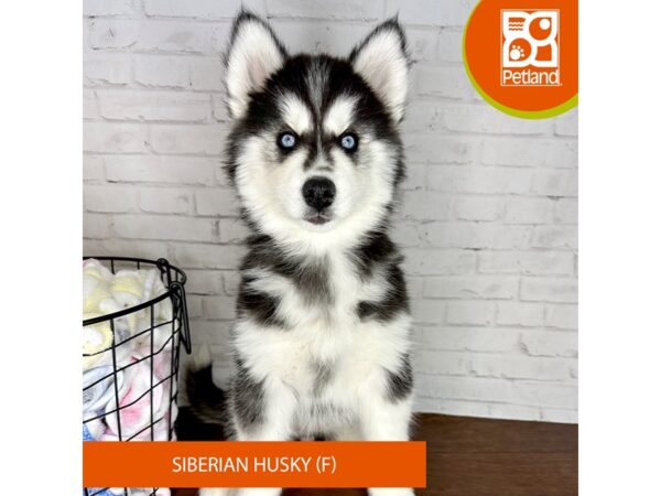 Siberian Husky-Dog-Female-Black / White-3504-Petland Florence, Kentucky