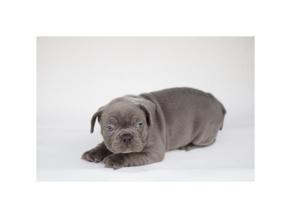 French Bulldog Dog Female Blue 3531 Petland Florence, Kentucky