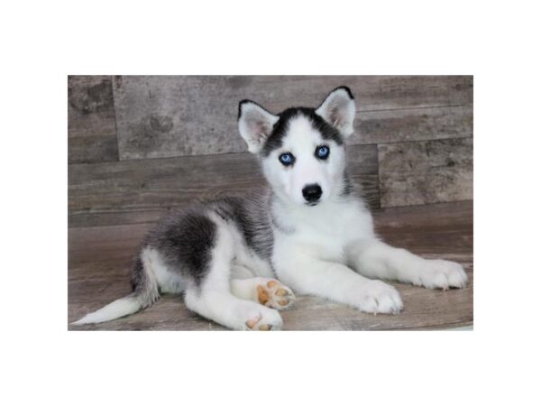 Siberian Husky Dog Female Black / White 3522 Petland Florence, Kentucky