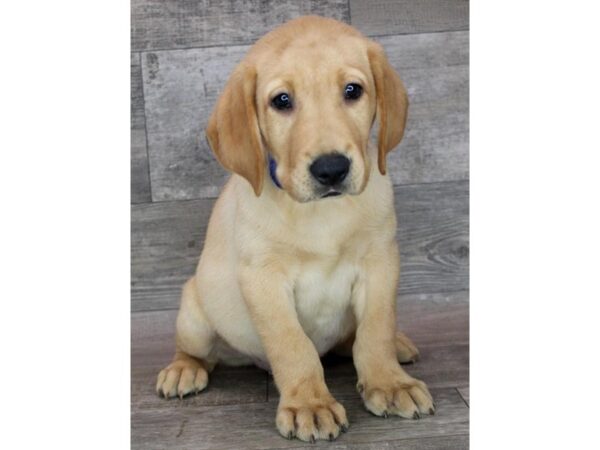 Labrador Retriever Dog Male Yellow 3526 Petland Florence, Kentucky