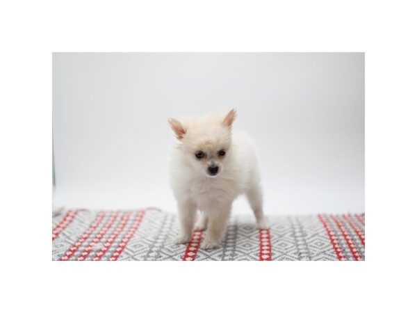 Pomeranian-Dog-Female-Cream-3529-Petland Florence, Kentucky