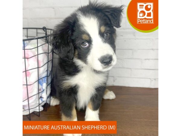 Miniature Australian Shepherd-Dog-Male-Black-3521-Petland Florence, Kentucky