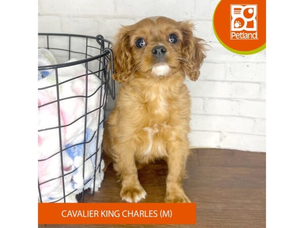 Cavalier King Charles Spaniel Dog Male Ruby 3537 Petland Florence, Kentucky