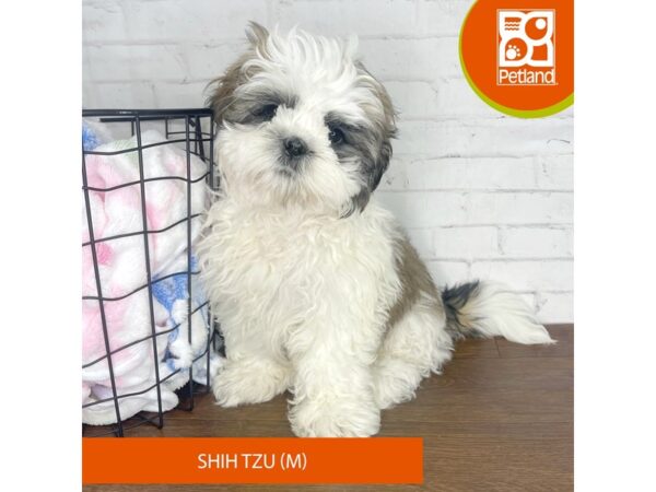 Shih Tzu Dog Male Gold / White 3536 Petland Florence, Kentucky