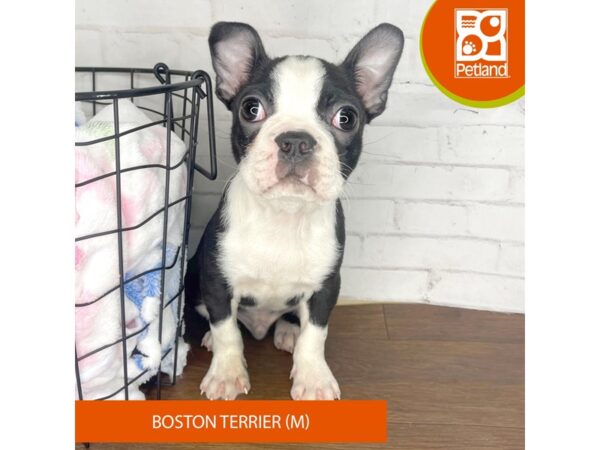 Boston Terrier Dog Male Black / White 3534 Petland Florence, Kentucky