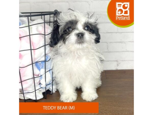 Teddy Bear Dog Male Black / White 3533 Petland Florence, Kentucky