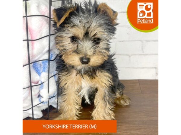 Yorkshire Terrier Dog Male Black / Tan 3532 Petland Florence, Kentucky