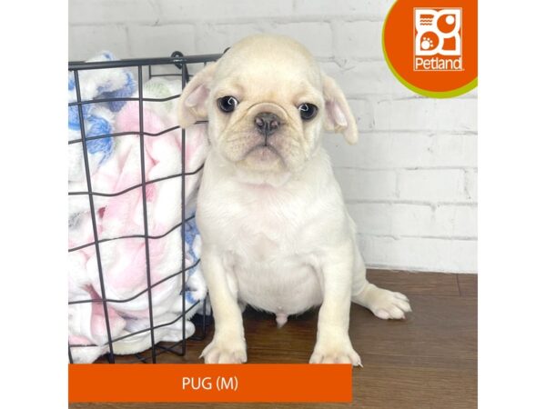 Pug-Dog-Male-Cream-3525-Petland Florence, Kentucky