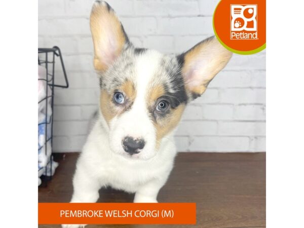 Pembroke Welsh Corgi Dog Female Black Tan / White 3524 Petland Florence, Kentucky