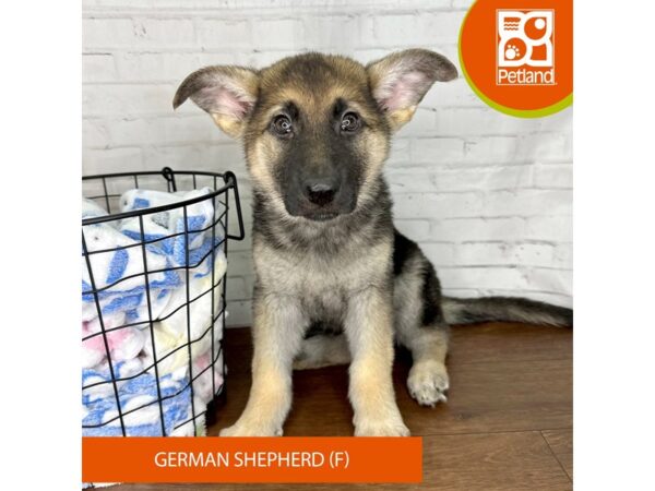 German Shepherd Dog-Dog-Female-Black / Tan-3551-Petland Florence, Kentucky