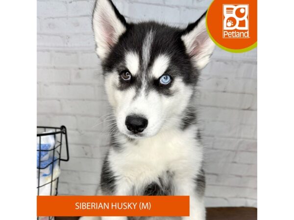 Siberian Husky Dog Male Black / White 3547 Petland Florence, Kentucky