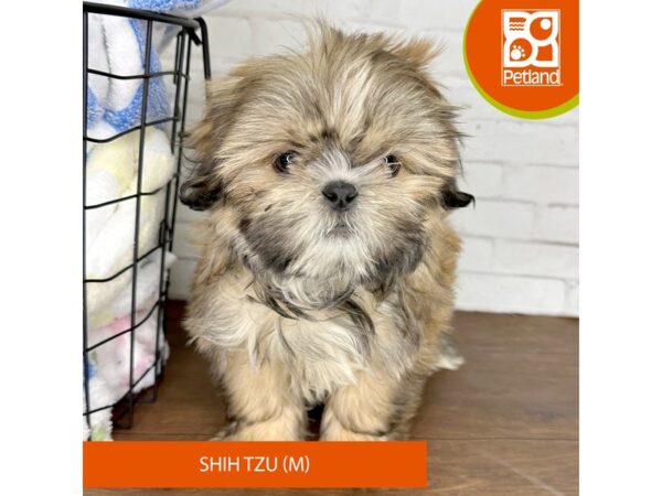 Shih Tzu-Dog-Male-Red / White-3545-Petland Florence, Kentucky