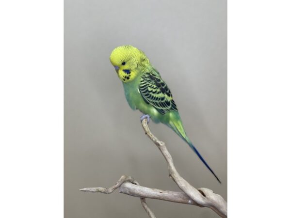 parakeet – 3019