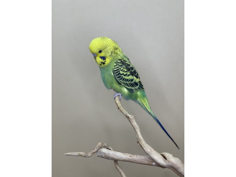parakeet - 3019 Image #1