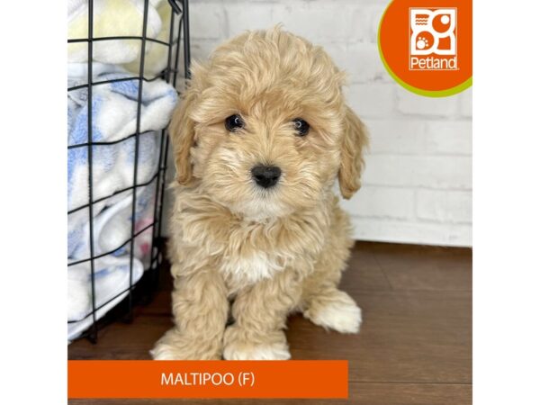 Maltipoo Dog Female Apricot 3482 Petland Florence, Kentucky